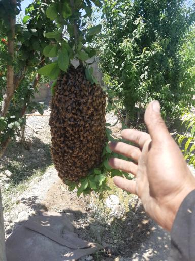عکس پرورش زنبور عسل دهدشت
