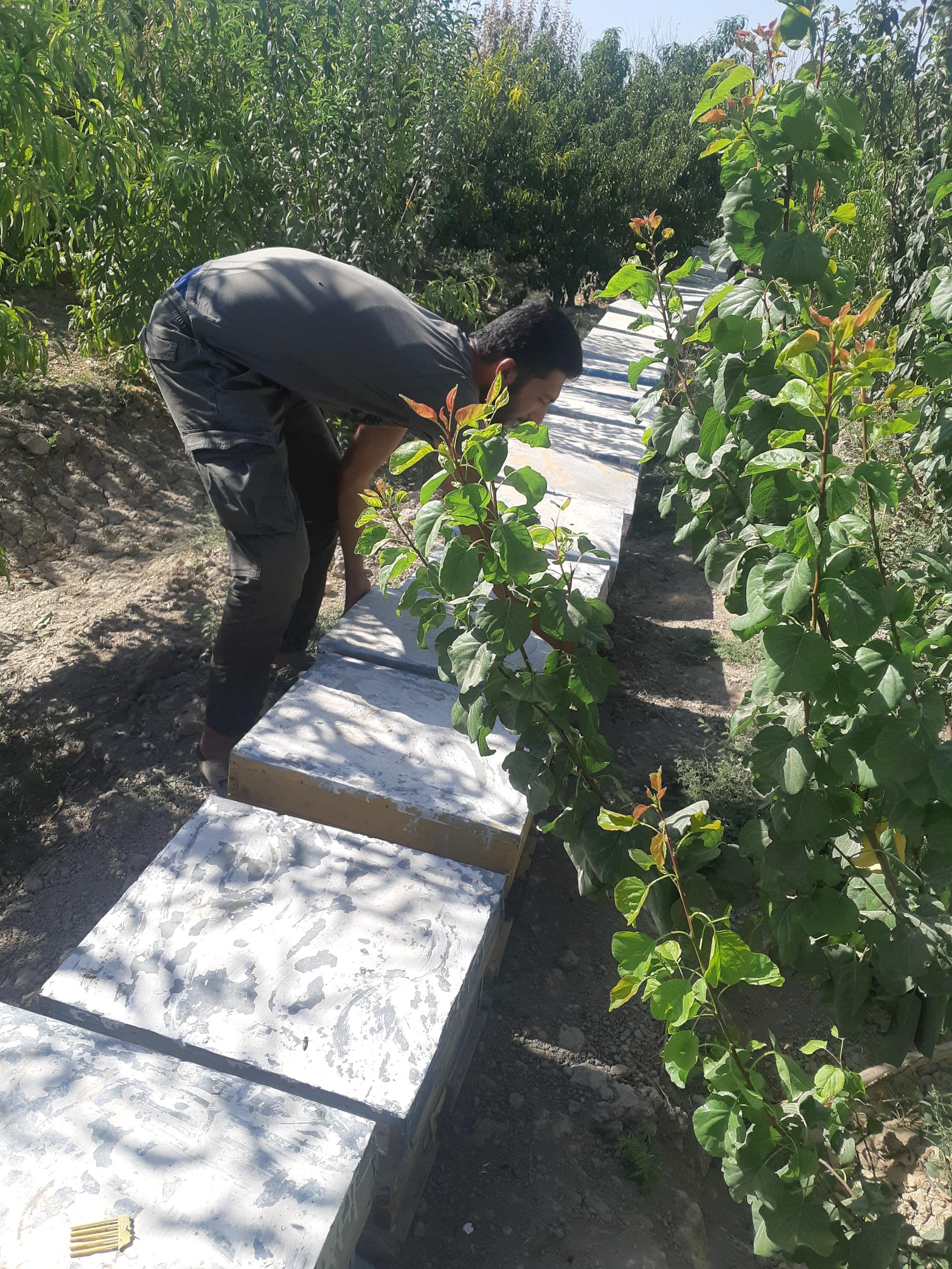 عکس پرورش زنبور عسل دهدشت