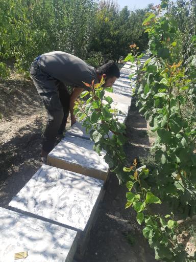 عکس پرورش زنبور عسل دهدشت