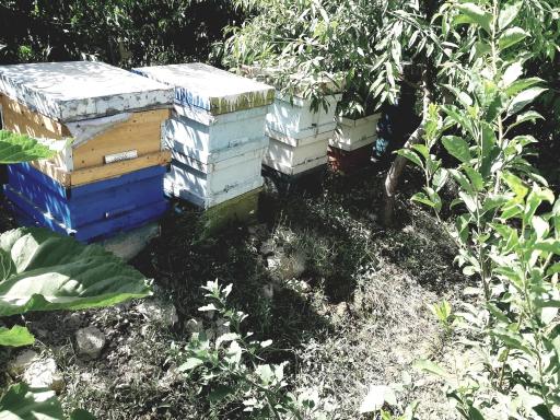 عکس پرورش زنبور عسل دهدشت