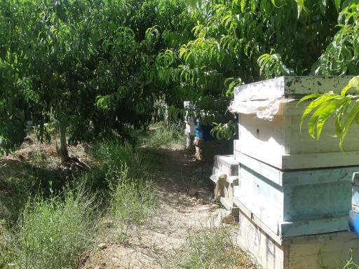 عکس پرورش زنبور عسل دهدشت