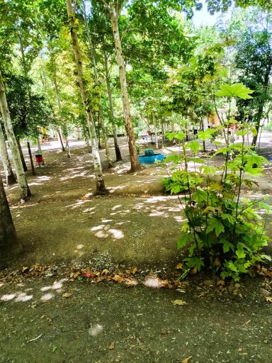 عکس پارک جنگلی گلپایگان