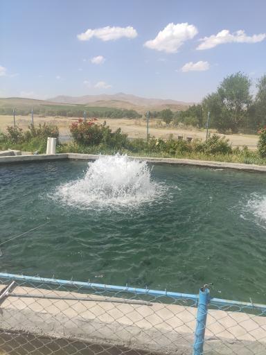 عکس کباب ماهی گلستانی