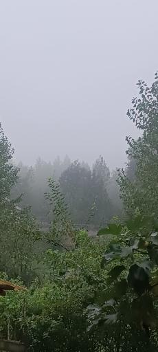 عکس بورخانی