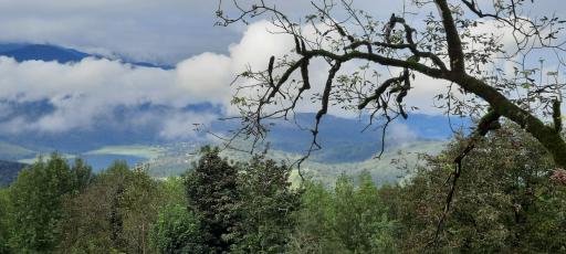 عکس بورخانی