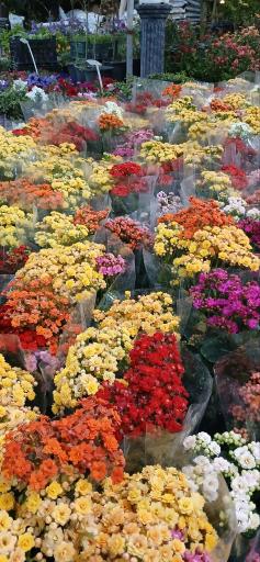 عکس گل سرای ساسان