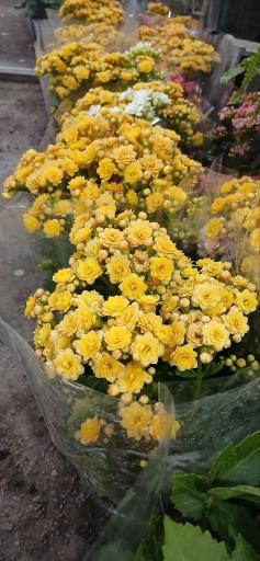 عکس گل سرای ساسان
