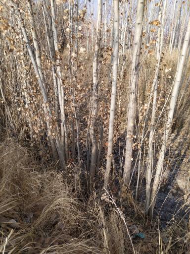 عکس نهالستان مهندس منصور مهدیزاده