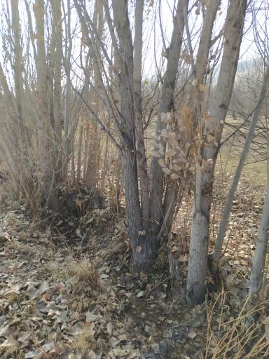 عکس نهالستان مهندس منصور مهدیزاده