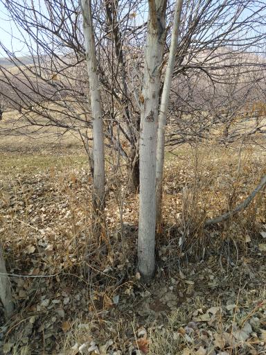 عکس نهالستان مهندس منصور مهدیزاده