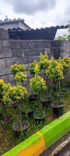 عکس نهالستان مهندس منصور مهدیزاده