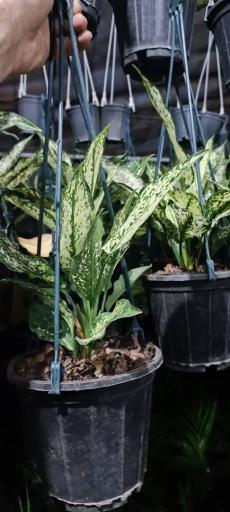 عکس نهالستان مهندس منصور مهدیزاده