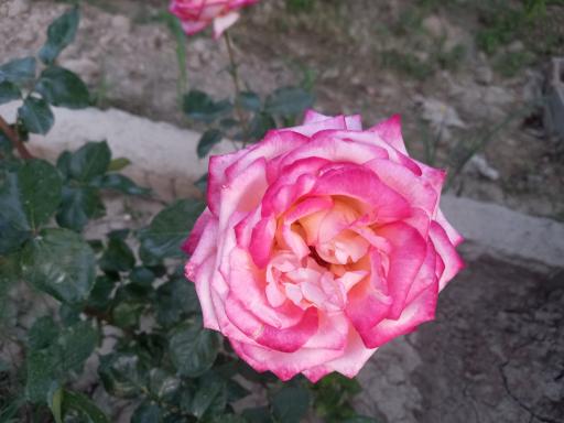 عکس باغ یاس