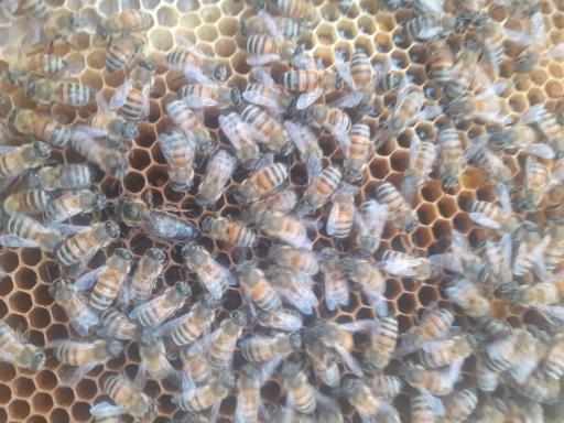 عکس زنبورستان گلزاری 