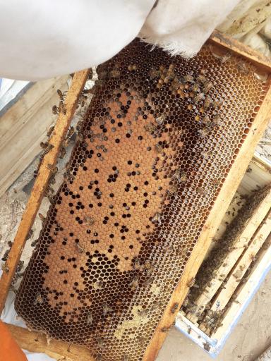 عکس زنبورستان گلزاری 