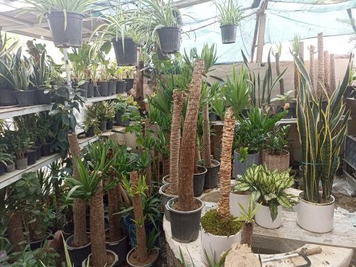 عکس گل و گلدان غزل