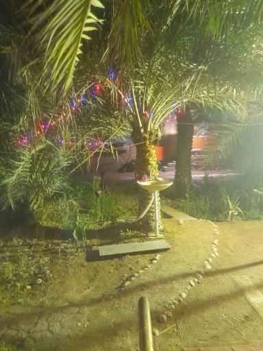 عکس رستوران نخلستان