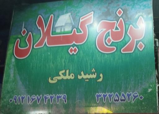 عکس برنج گیلان رشید ملکی