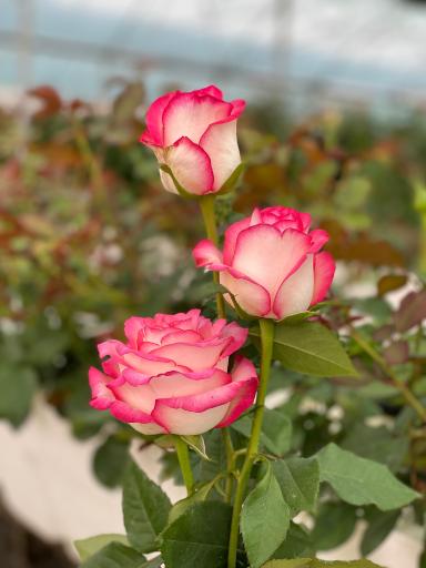 عکس گل سمنگانی