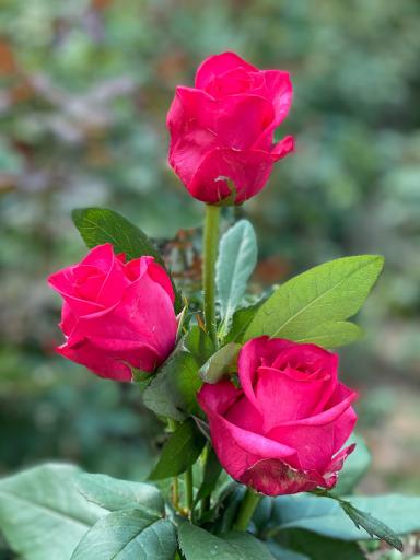 عکس گل سمنگانی