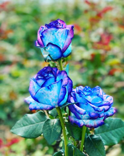 عکس گل سمنگانی