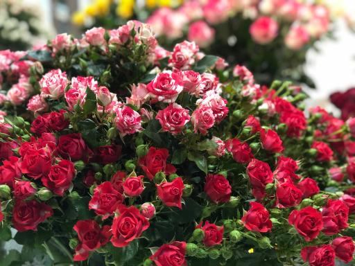 عکس گل سمنگانی