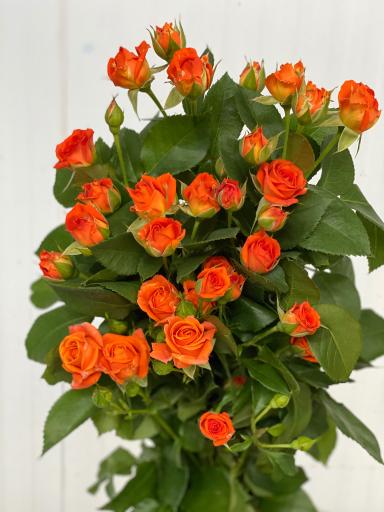 عکس گل سمنگانی