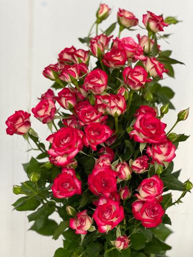 عکس گل سمنگانی