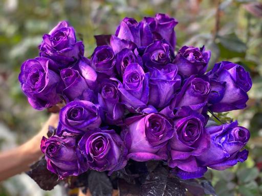 عکس گل سمنگانی