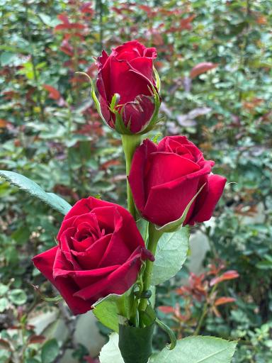 عکس گل سمنگانی