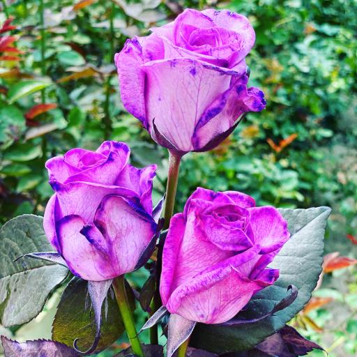 عکس گل سمنگانی