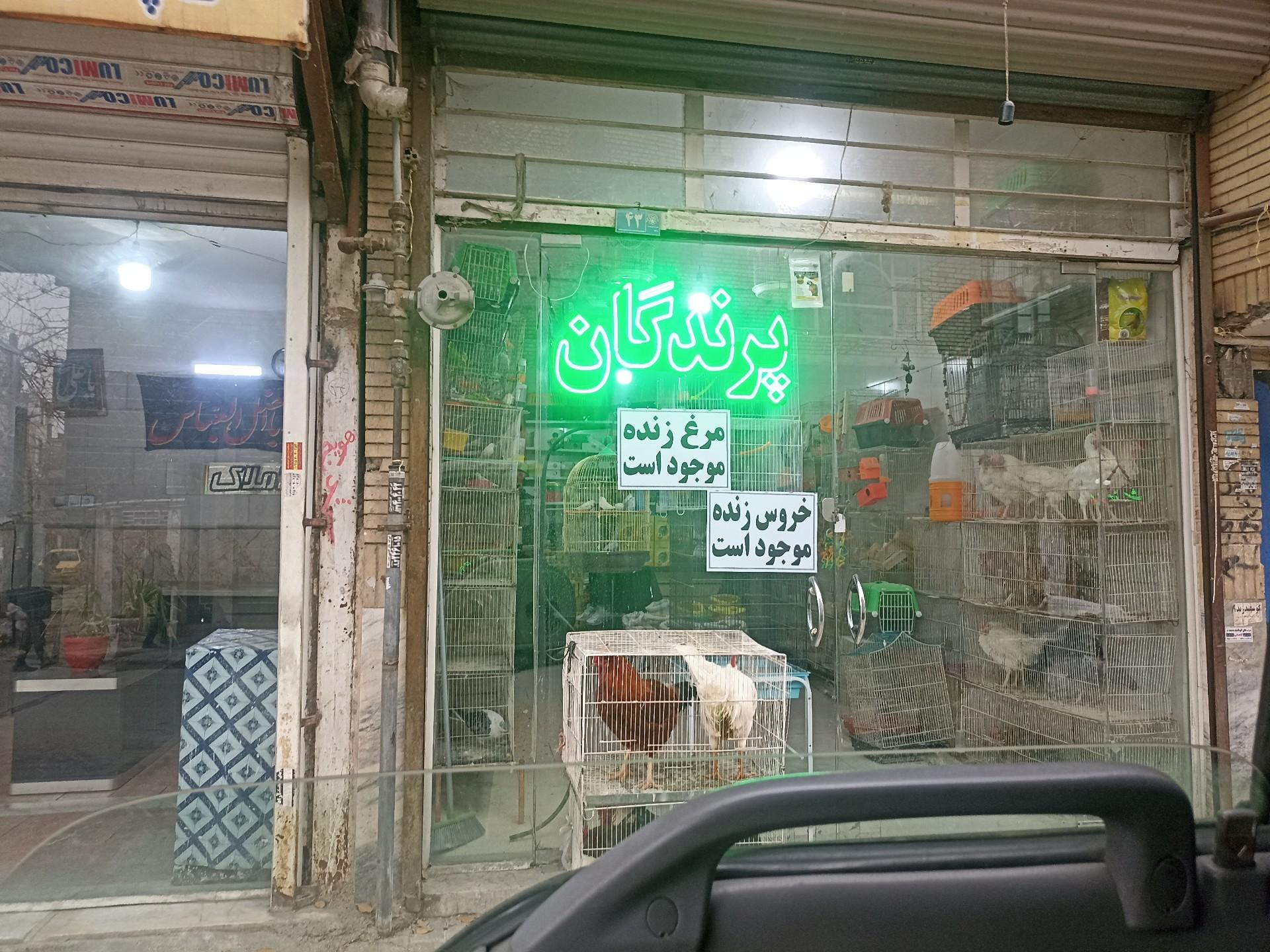 عکس پرنده فروشی
