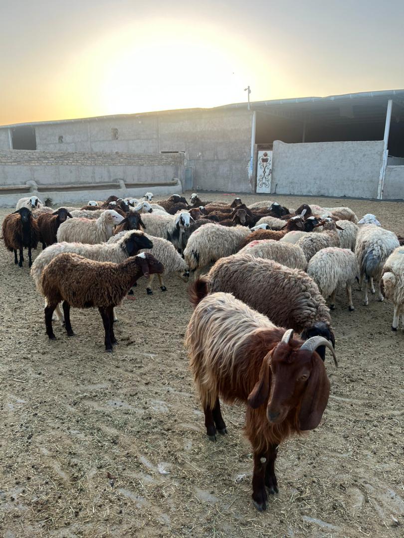 عکس دامداری صنعتی ملکی (ایثار)