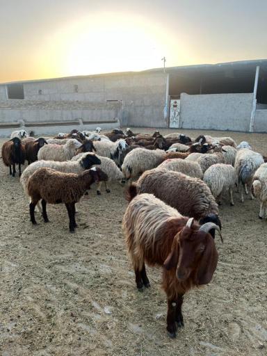 عکس دامداری صنعتی ملکی (ایثار)