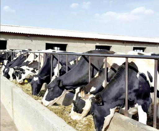 عکس دامداری صنعتی ملکی (ایثار)