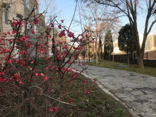 عکس بوستان خطی آموزگار