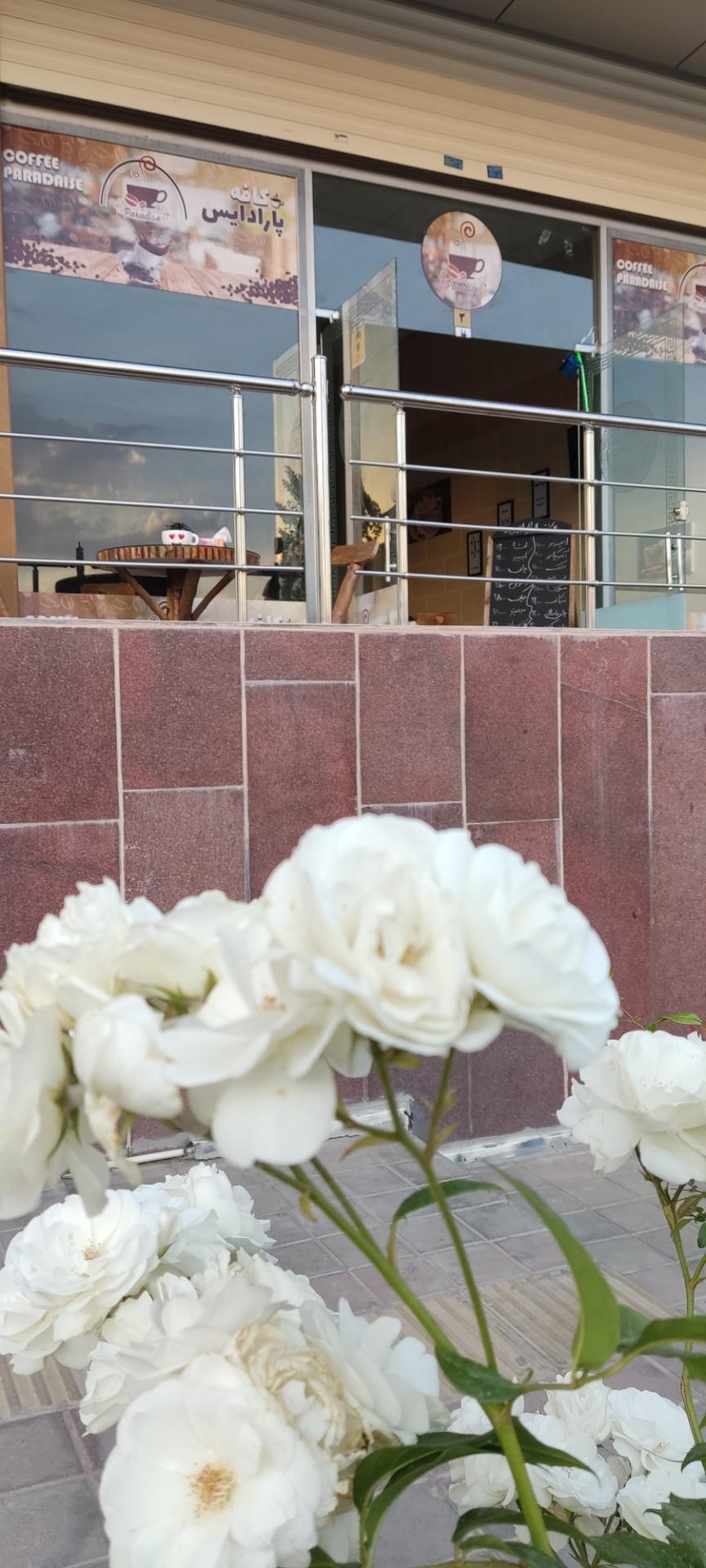 عکس کافه پارادایس 