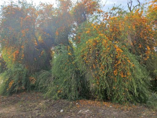 عکس پارک زرین درخت