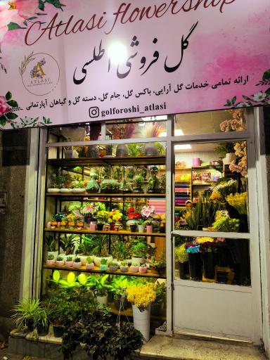 عکس گل فروشی اطلسی