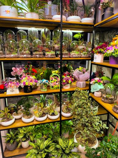 عکس گل فروشی اطلسی