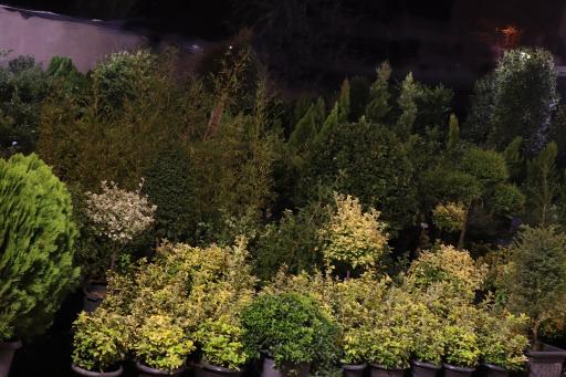 عکس گل فروشی پرنیان