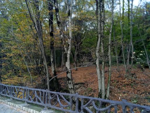 عکس جنگل نهارخوران