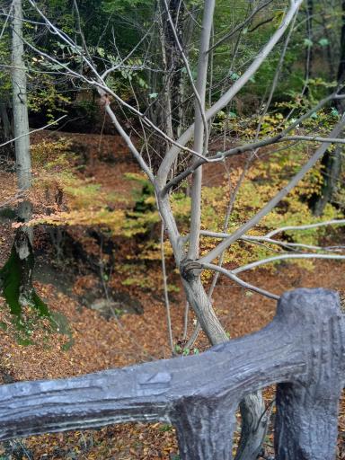 عکس جنگل نهارخوران