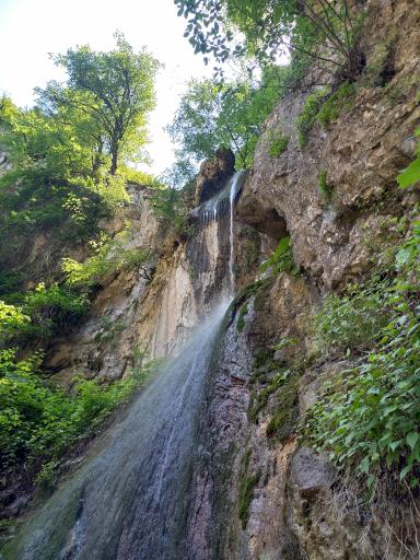 عکس جنگل نهارخوران