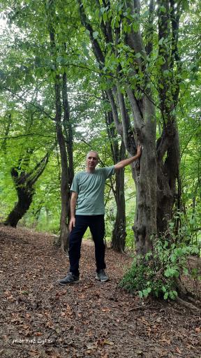 عکس جنگل نهارخوران