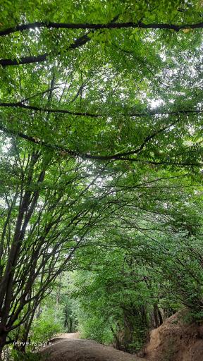 عکس جنگل نهارخوران