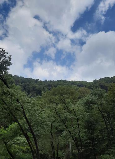 عکس جنگل نهارخوران