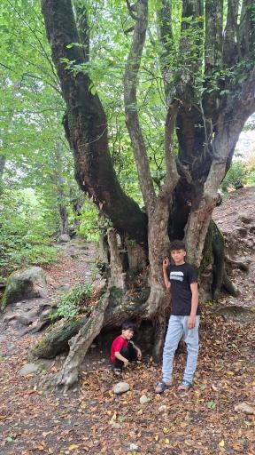 عکس جنگل نهارخوران