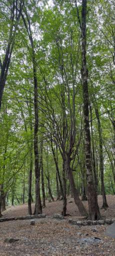 عکس جنگل نهارخوران