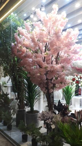 عکس گل مشهد